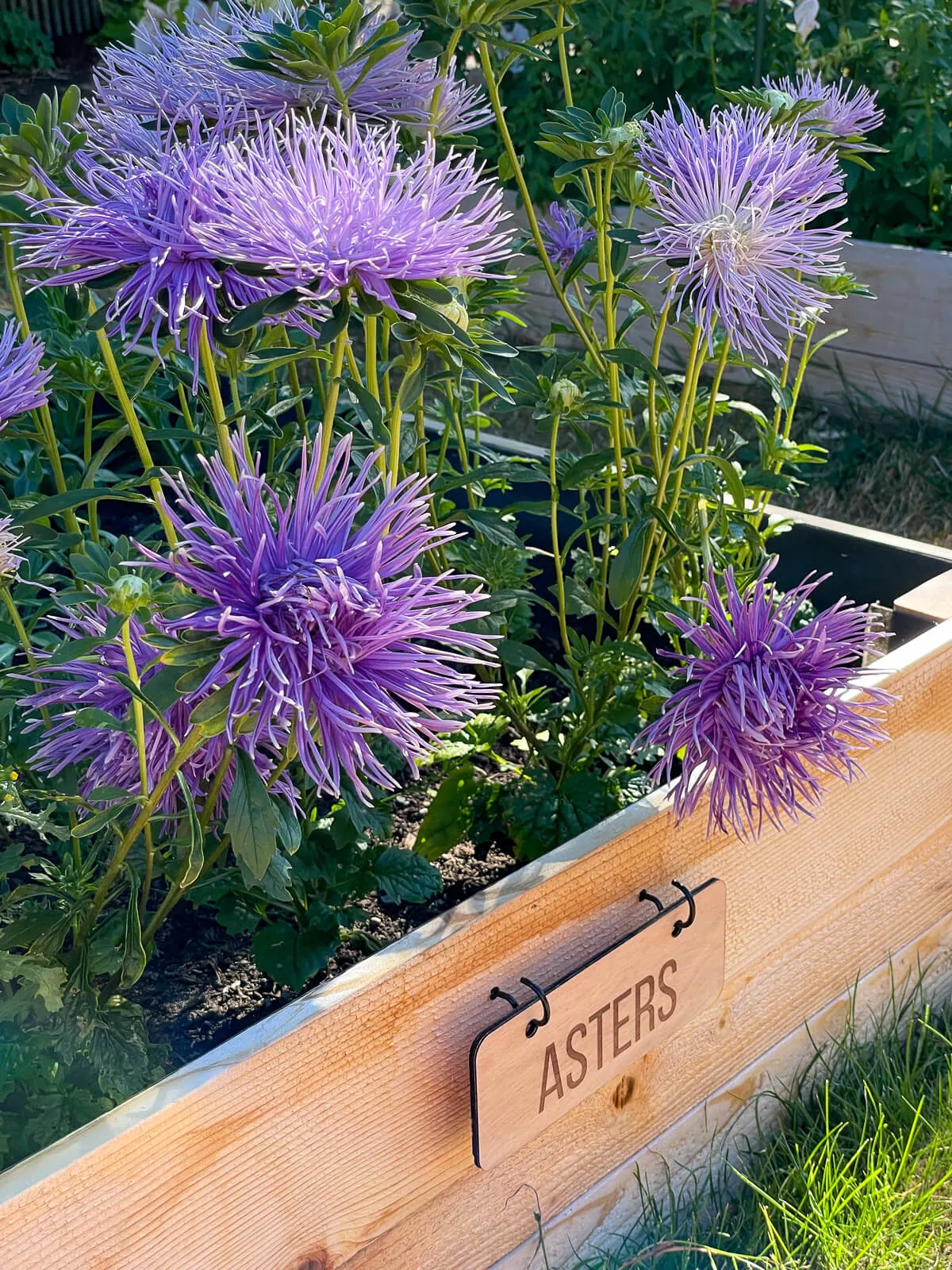 wooden engraved garden labels hanging from hooks on a flower garden