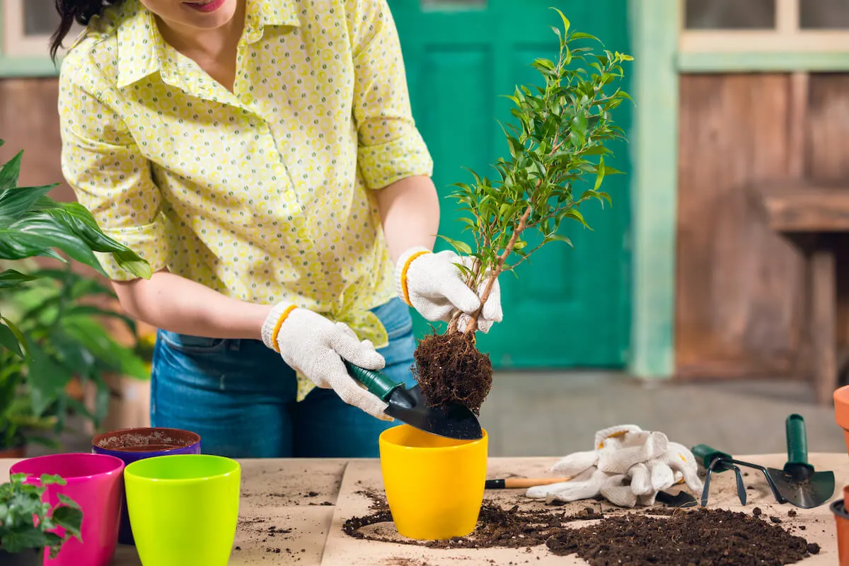 woman with gardening gloves repotting a plant into an orange pot